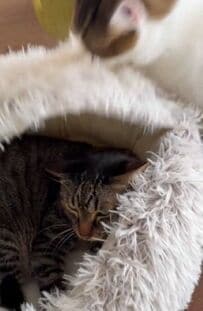 ベッドで寝る先輩猫　それを見た保護子猫がとった行動に笑ってしまう