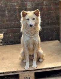 ひき逃げ事故で歩くことができなかった犬を救助 脳の腫れによる一時的な麻痺が判明するも回復を遂げた現在の美しい姿に「家族として迎えたい」
