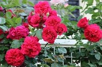 【うちの庭に植えてよかった】丈夫で育てやすい《バラの品種》6選！開花苗を育てるコツも紹介