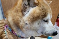 「雷の音を怖がる柴犬」を心配する飼い主　落ち着かせるため取った行動に笑ってしまう