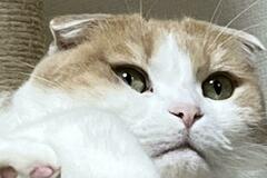 「何だろ…餅が食べたくなってくる…」思わず食欲をそそられる猫の写真が話題