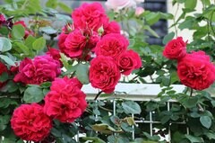 【うちの庭に植えてよかった】丈夫で育てやすい《バラの品種》6選！開花苗を育てるコツも紹介