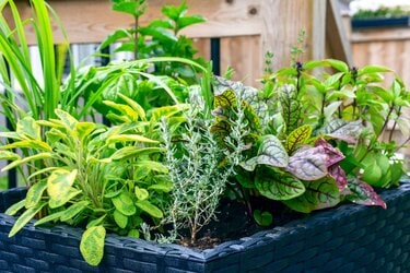 ガーデニング】ハーブの寄せ植えにオススメの草花7選！組み合わせて