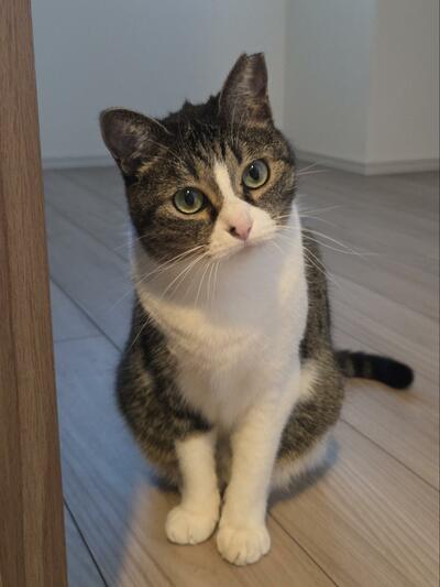 猫のつくねちゃんの「頭」がかわいい