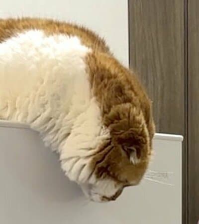 むぎくんをクローズアップ