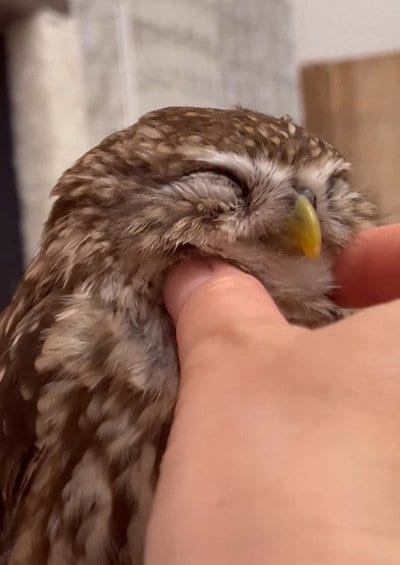 投稿動画のワンシーン