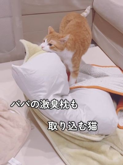 投稿の画像