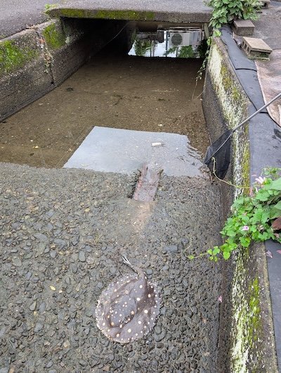 投稿の画像
