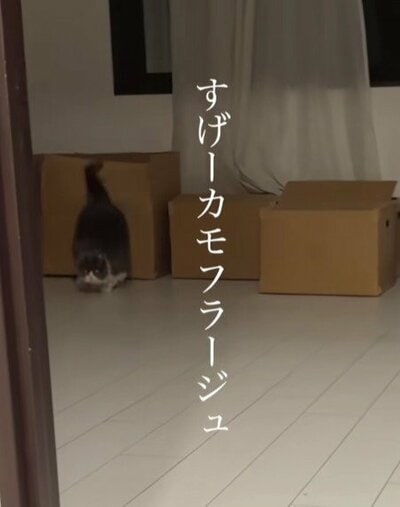 カーテンの後ろにいたもよう