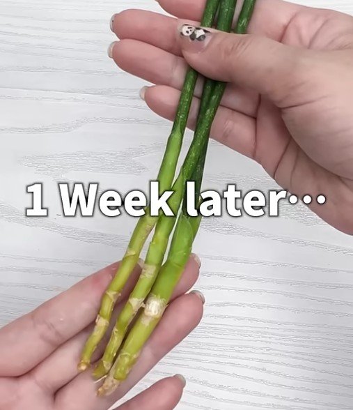【ダイソー110円観葉植物】簡単おしゃれ！サンセベリア・スタッキーを「みつあみ」してみたら…？