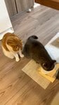 自分のごはんを食べ終えた猫が「ねぇちゃん、こうたい」…お姉ちゃんの背中にタッチ