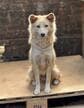 ひき逃げ事故で歩くことができなかった犬を救助 脳の腫れによる一時的な麻痺が判明するも回復を遂げた現在の美しい姿に「家族として迎えたい」