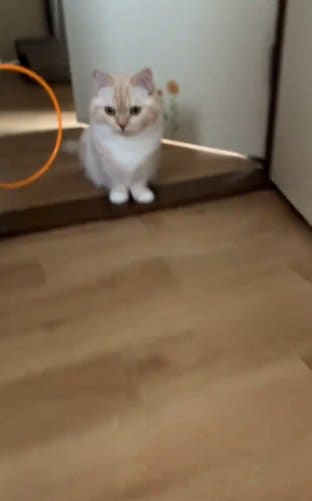 朝から元気いっぱいな猫ちゃんが話題に！再生回数2万2000回のパワフル猫ちゃんの姿に癒されるユーザー多数！