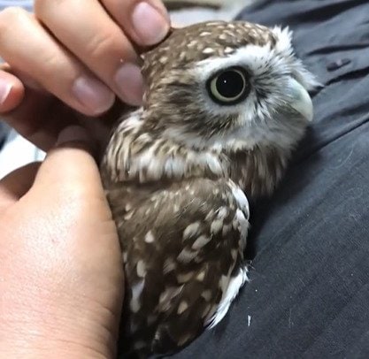 【ムニムニされるフクロウ】幸せそうな表情を見せた結果→飼い主の切ない想いに胸が熱くなる