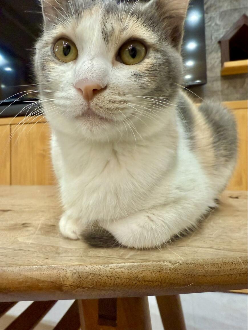 どうなってるの？！片足だけ香箱座りした手の間からはシッポがチョロチョロ！猫ちゃんが気になる投稿主さんはお仕事が進まない