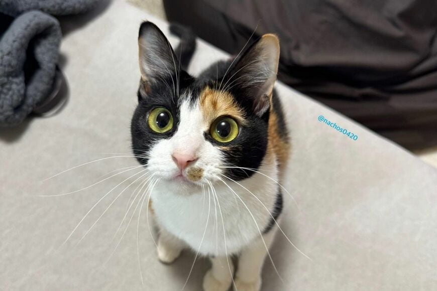 かわいすぎる「保護猫」に歯磨きおやつをあげてみると…　想像の斜め上を行く表情に「わんぱくが過ぎます」