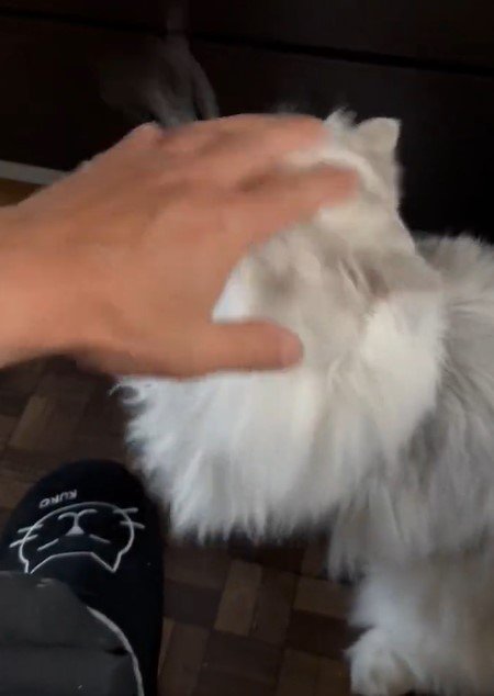 出所：@NEKOLAND13