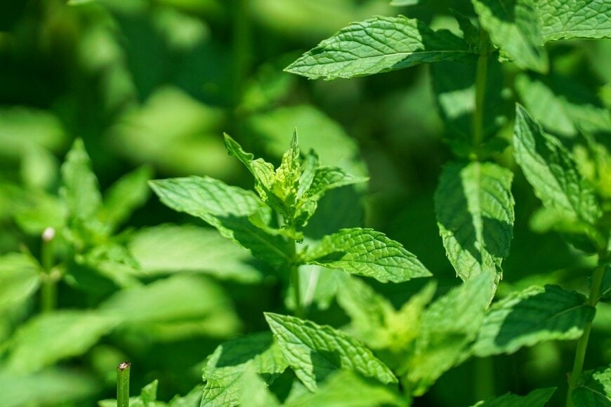 kuri2000/istockphoto.com