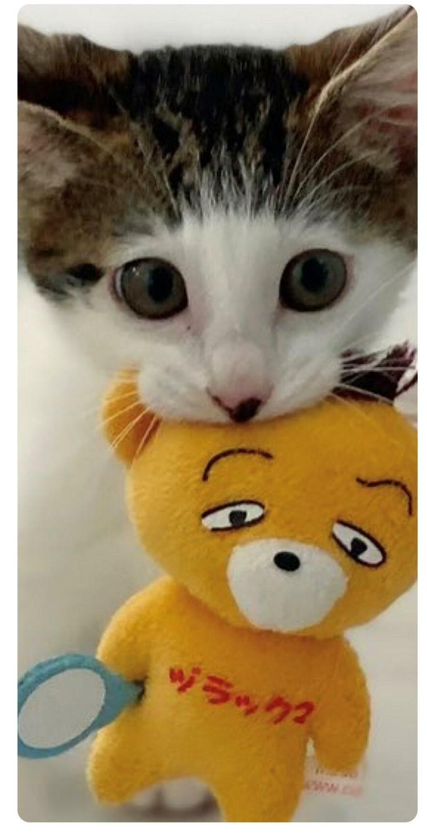 出所：@Saeroyi_cat