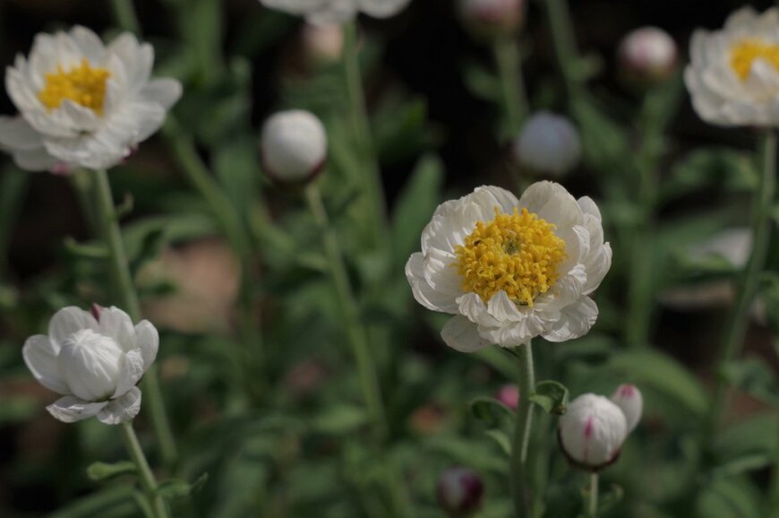 Honki Kumanyan/shutterstock.com