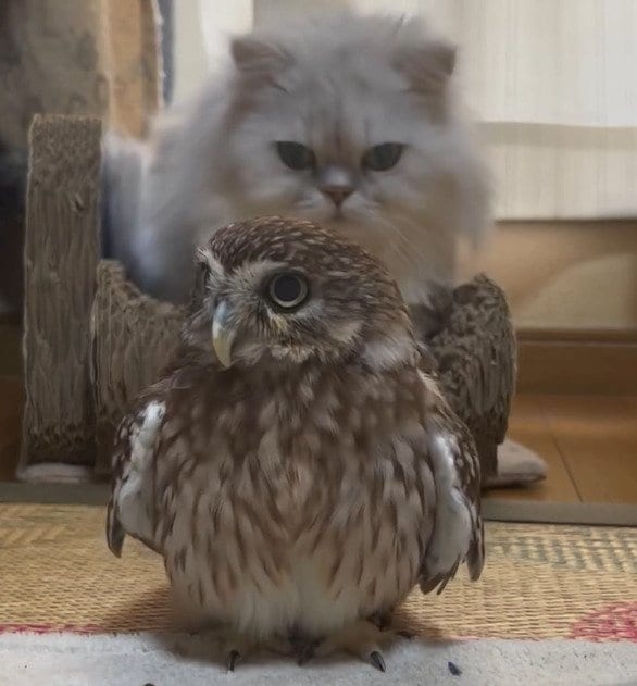 「何やねん」構ってくれない兄猫にフクロウが腹いせ→猫もドン引きの結果に笑いが止まらない！