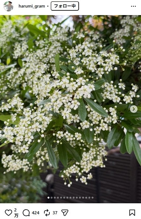出所：栗原はるみのInstagram（＠harumi_gram） 参照日：2026年4月24日