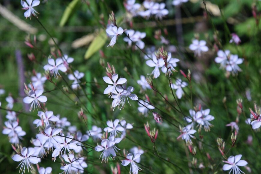 ガウラ　undefined undefined/istockphoto.com