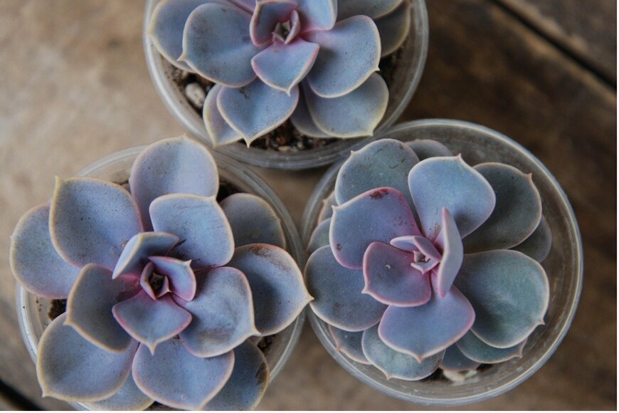 Gingagi/istockphoto.com