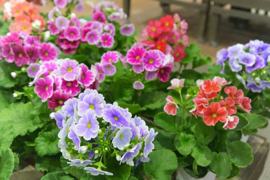 プリムラ・オブコニカ　　travelershigh/shutterstock.com