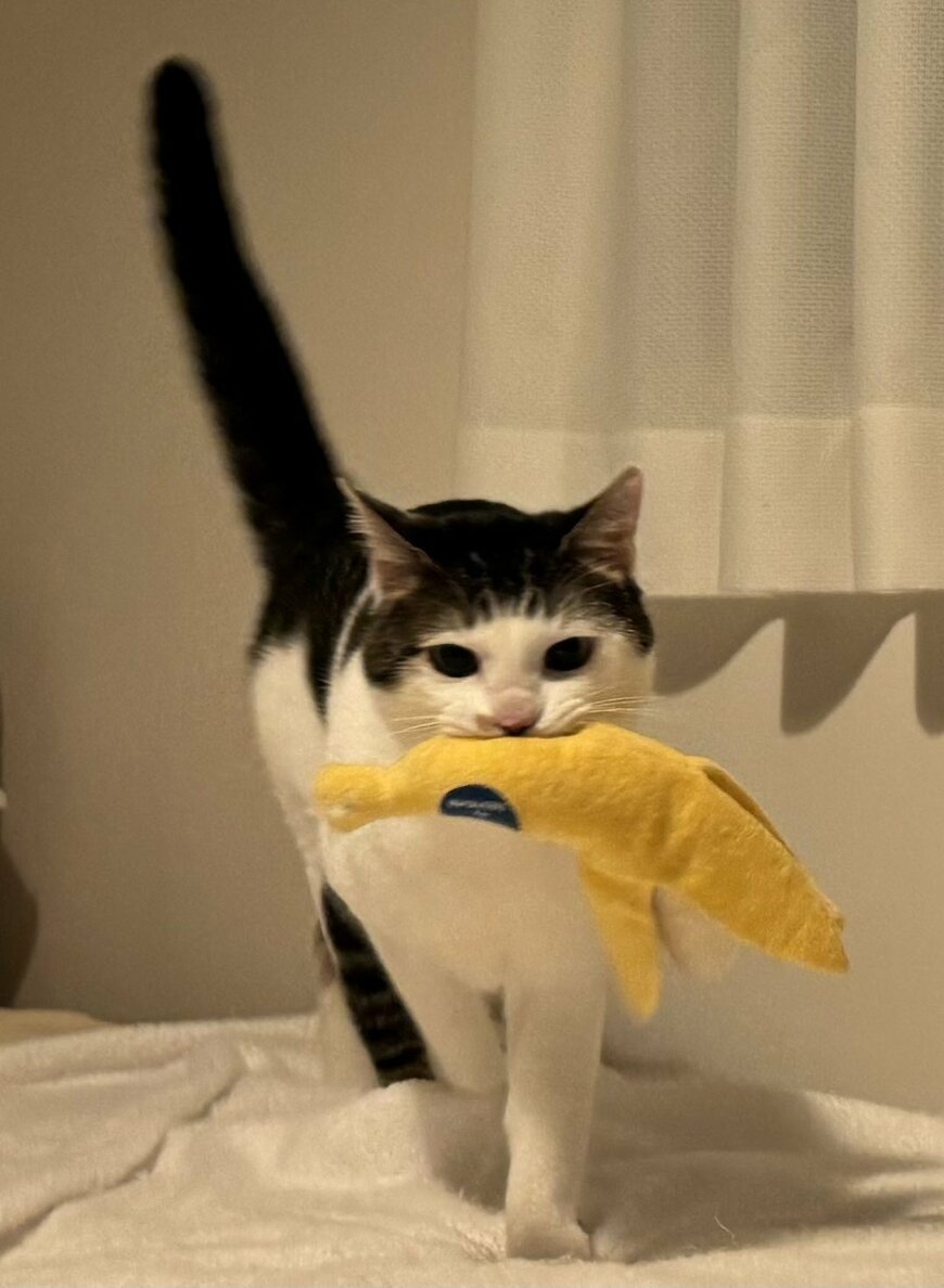 出所：@Saeroyi_cat