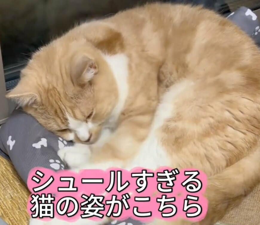 【まさか】“シュールすぎる猫”が話題！寝姿をよく見ると…意外な光景に目を疑う