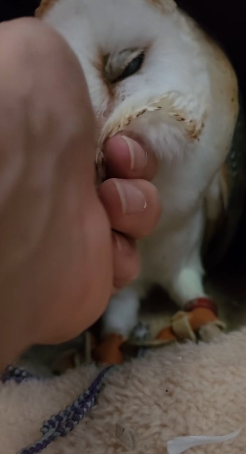 出所：@miki4wan108