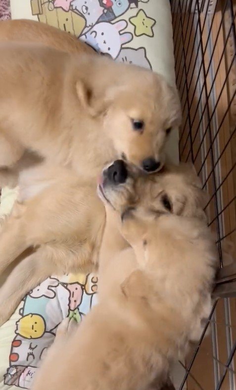 出所：@pu_channeldesu 