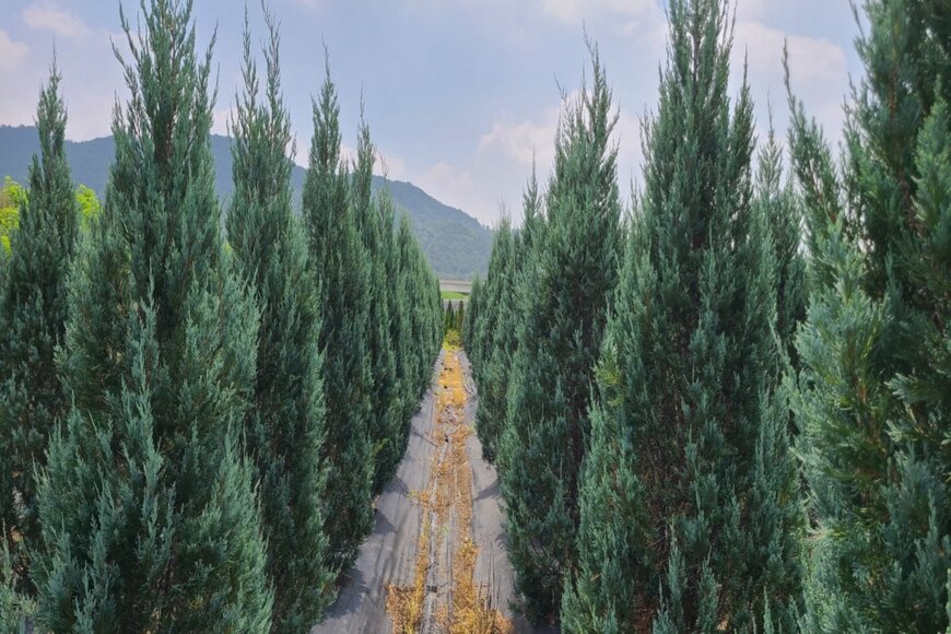 acerpalmatum/shutterstock.com