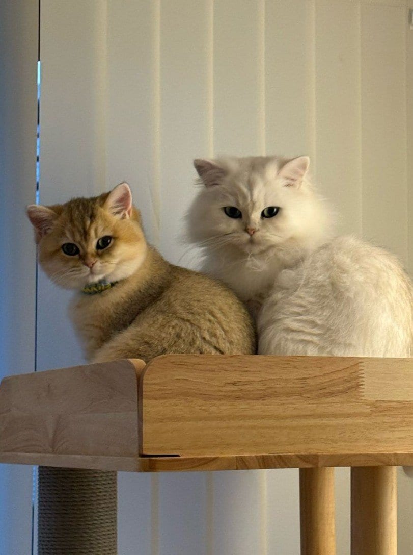 【んほーー！】子猫に猫じゃらしを与えたら…獲物を狙う顔が尋常じゃなくて目が釘付けに！