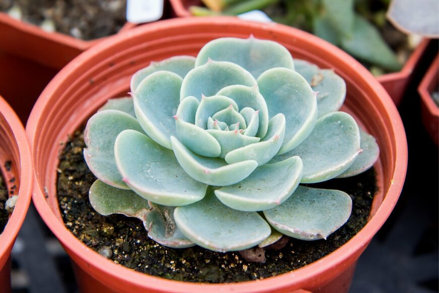 Romix Image/shutterstock.com