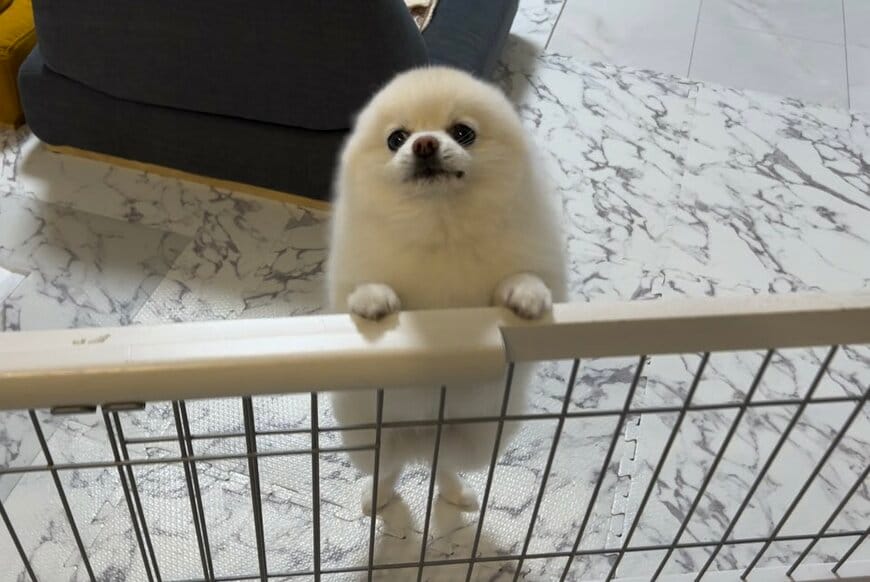 出所：@boku_ponchan