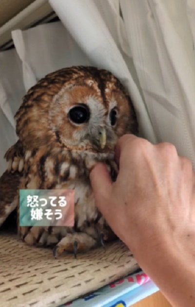 出所:@mori_luna_tawny_owl