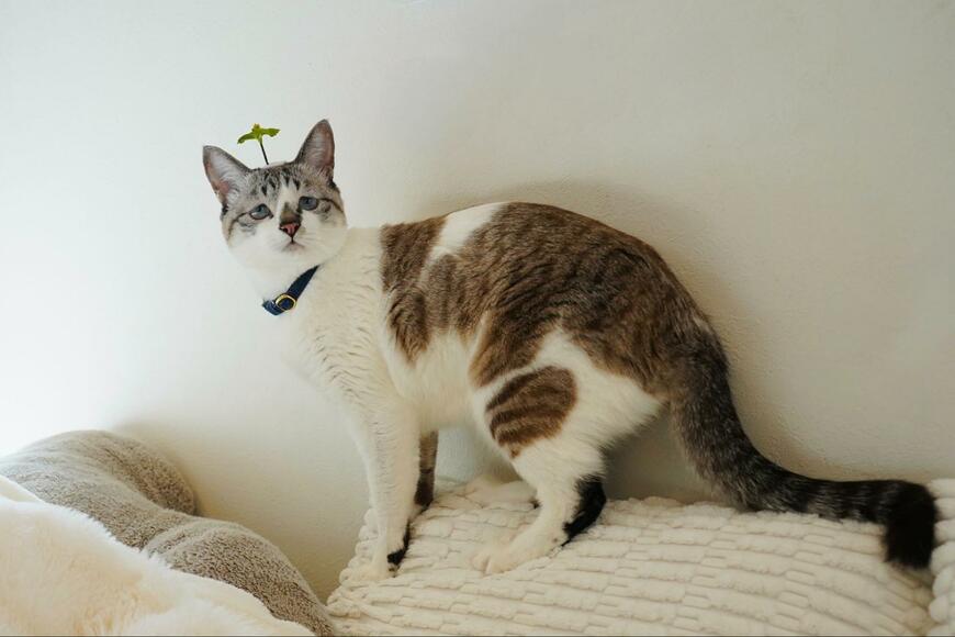 出所：@piennekomint