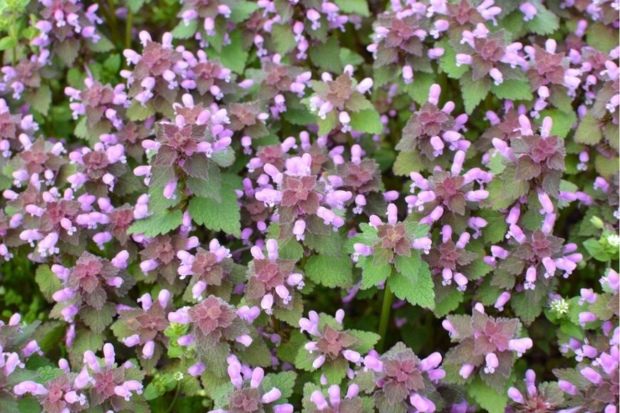 Orest Lyzhechka/istockphoto.com