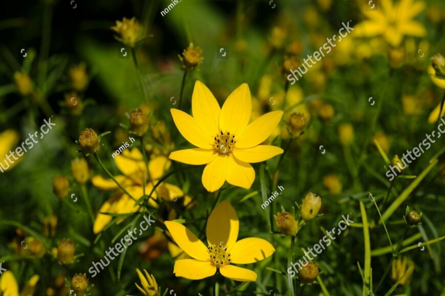 nomis_h/shutterstock.com