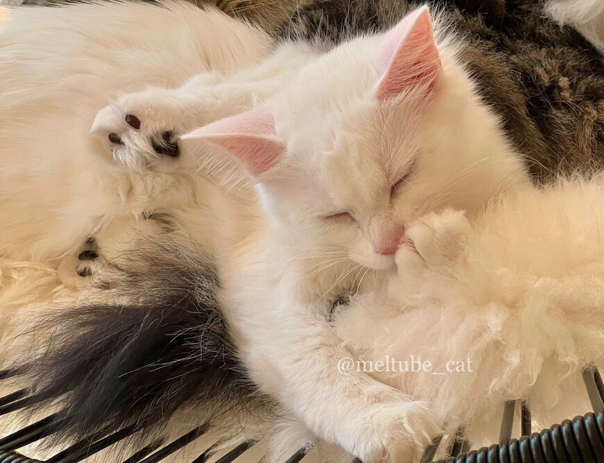 出所：@meltube_cat