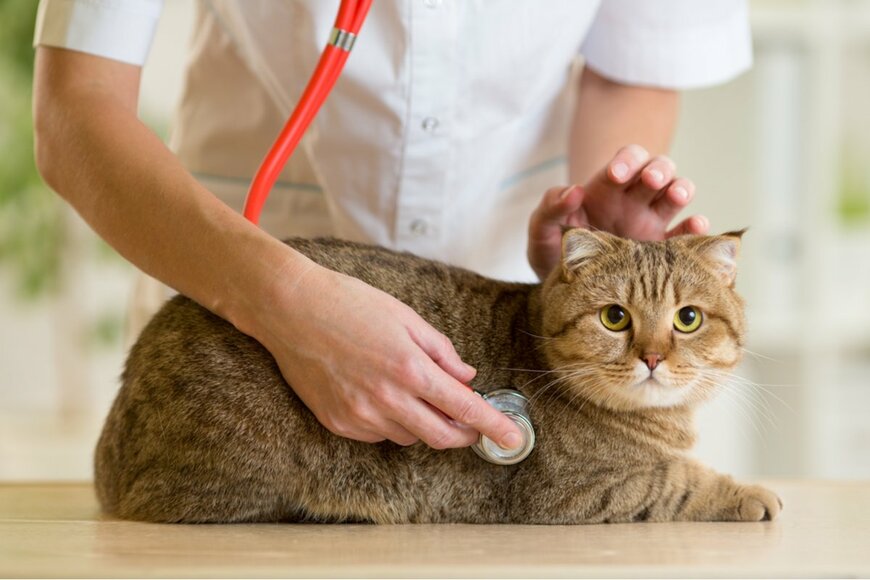 「猫はお金がかからない」のは昔の話！猫を飼うための費用を獣医師が解説