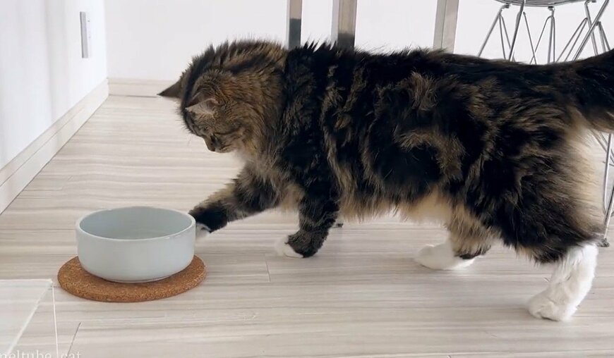 出所：@meltube_cat