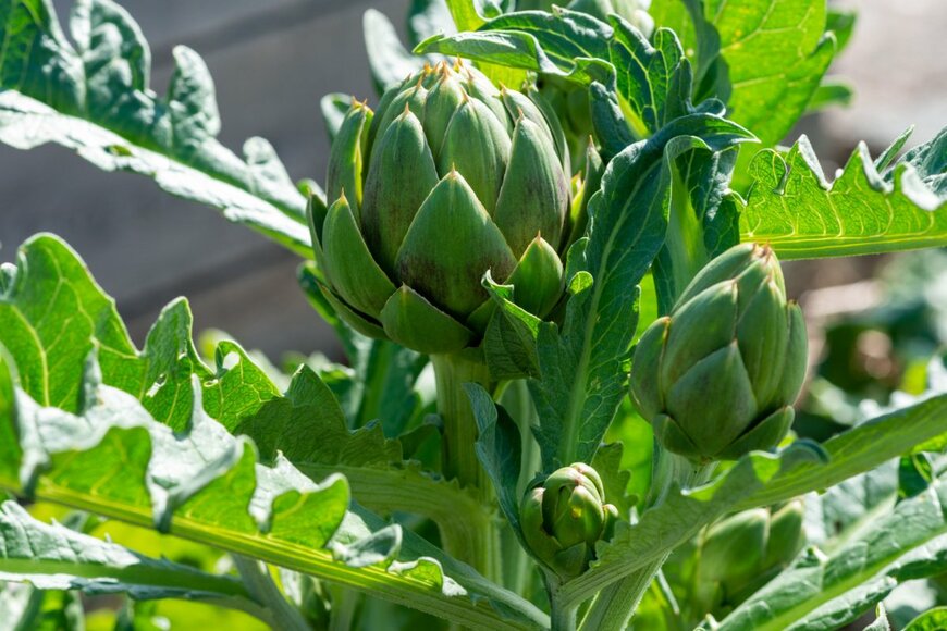 Dolores M. Harvey/shutterstock.com