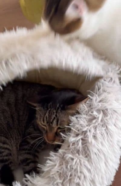 ベッドで寝る先輩猫　それを見た保護子猫がとった行動に笑ってしまう