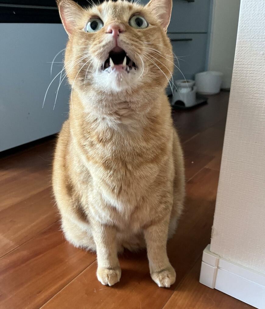 出所：@kagisuzu0531