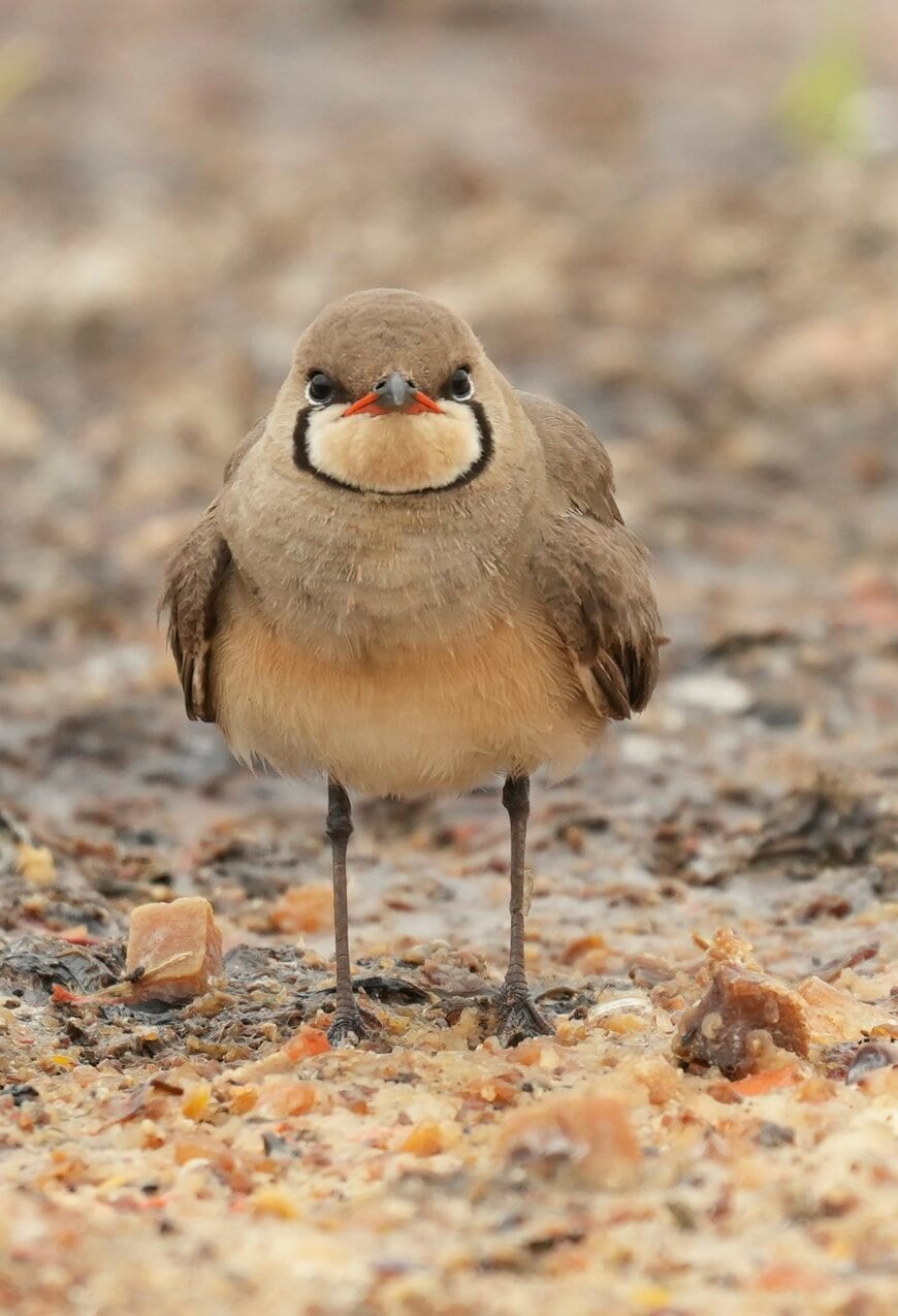 出所：@Glareola_Ma