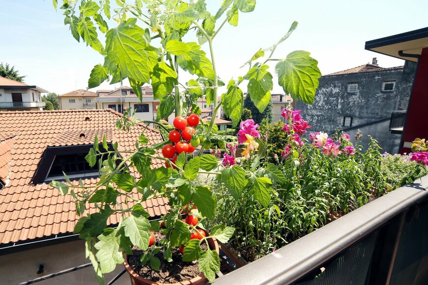 【夏の家庭菜園】ベランダで育てたい野菜&ハーブおすすめ7選！組み合わせ次第で見た目もオシャレに