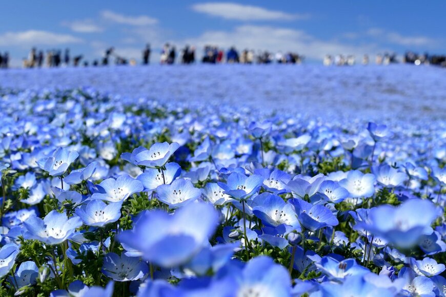 【ひたち海浜公園で有名】ブルーの美しい花「ネモフィラ」育て方と基本情報を解説